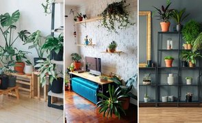 Plantas para apartamento resistentes e fáceis de cuidar