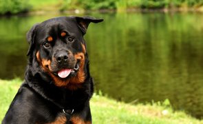 pet