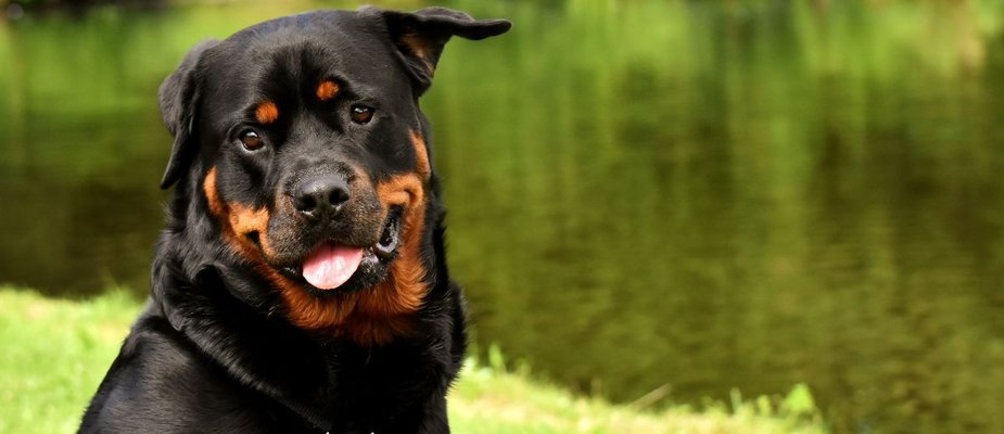 Tecido pet friendly: Conheça o lançamento da Decorise!