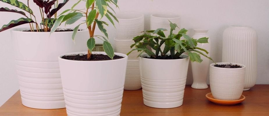 O que é cachepô? Conheça! O que é cachepô? Conheça!