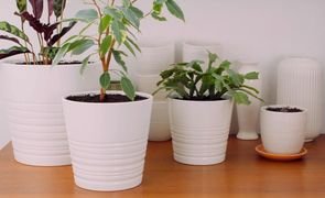 cachepos em vasos brancos