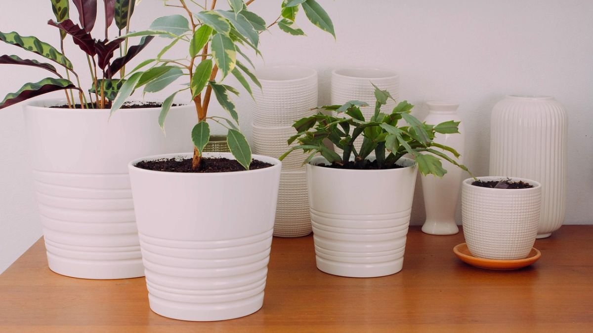 cachepos em vasos brancos