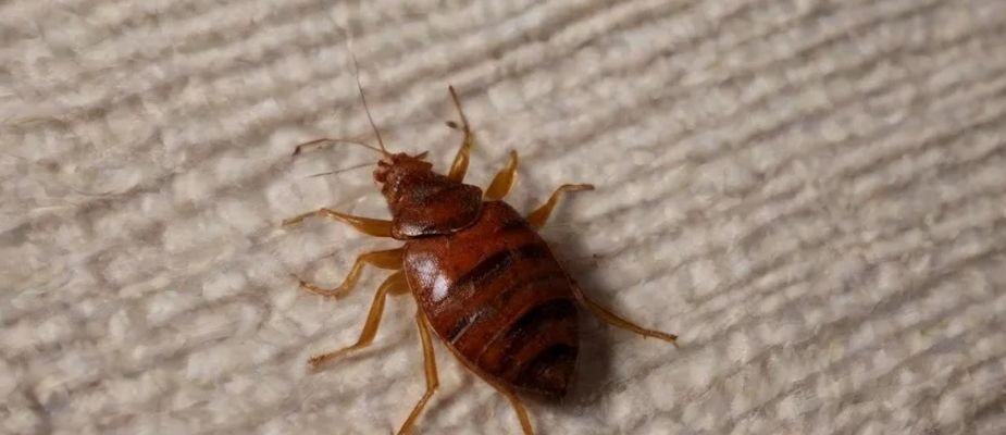 Como saber se tem percevejo no colchão: sinais, como identificar e o que fazer