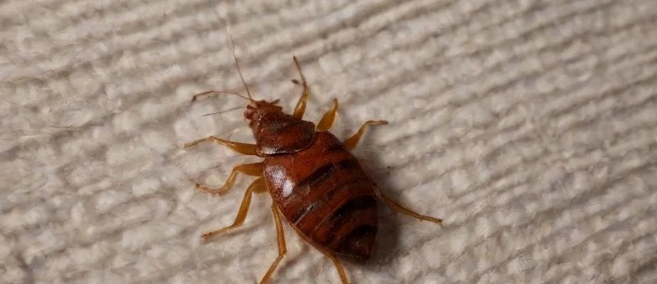Como saber se tem percevejo no colchão: sinais, como identificar e o que fazer Como saber se tem percevejo no colchão: sinais, como identificar e o que fazer