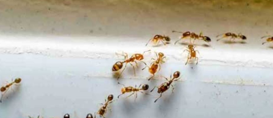 O que significa formiga dentro de casa? Entenda o simbolismo e o que isso pode indicar