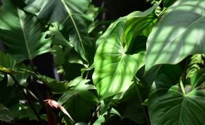 plantas verdes plantas verdes
