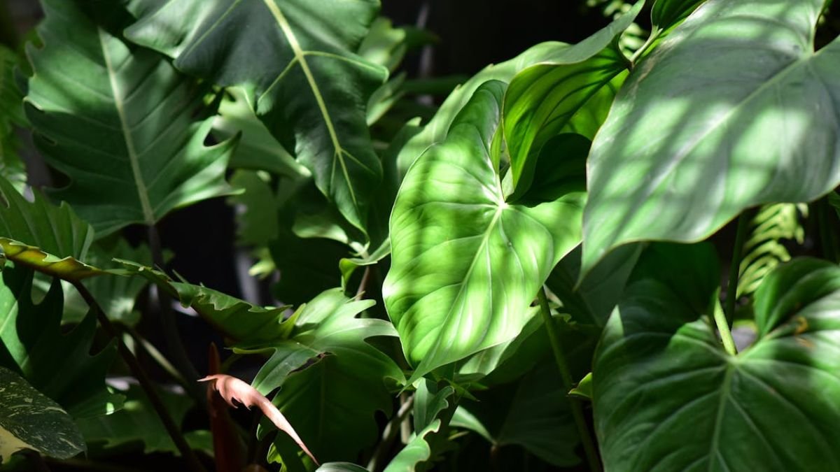 plantas verdes