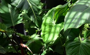 plantas verdes