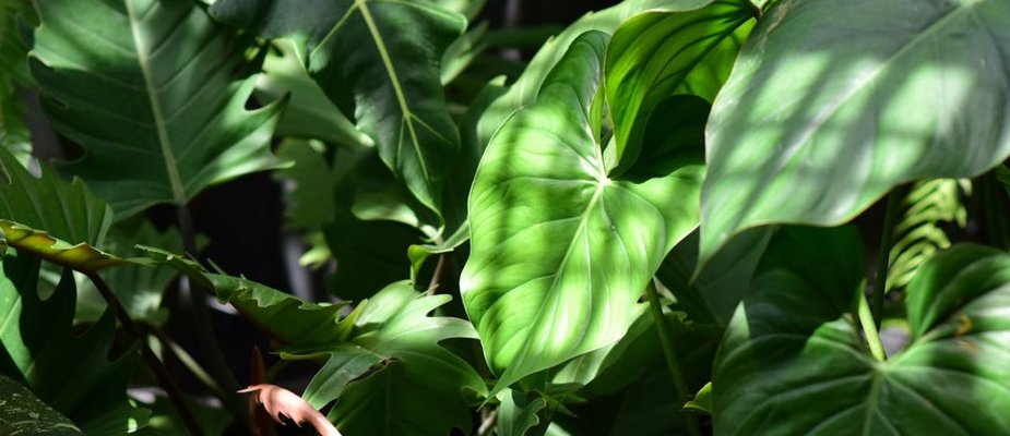 Sonhar com plantas: Descubra! Sonhar com plantas: Descubra!