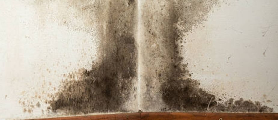 Como acabar com mofo na parede do quarto? Dicas para deixar o ambiente mais saudável!